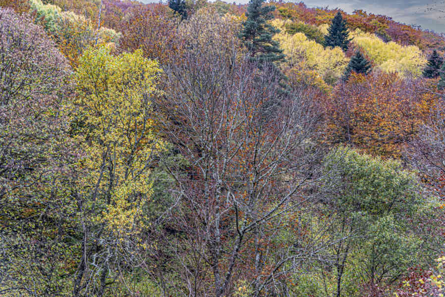 Comunidad Foral de Navarra 157 - valle de Roncal.jpg